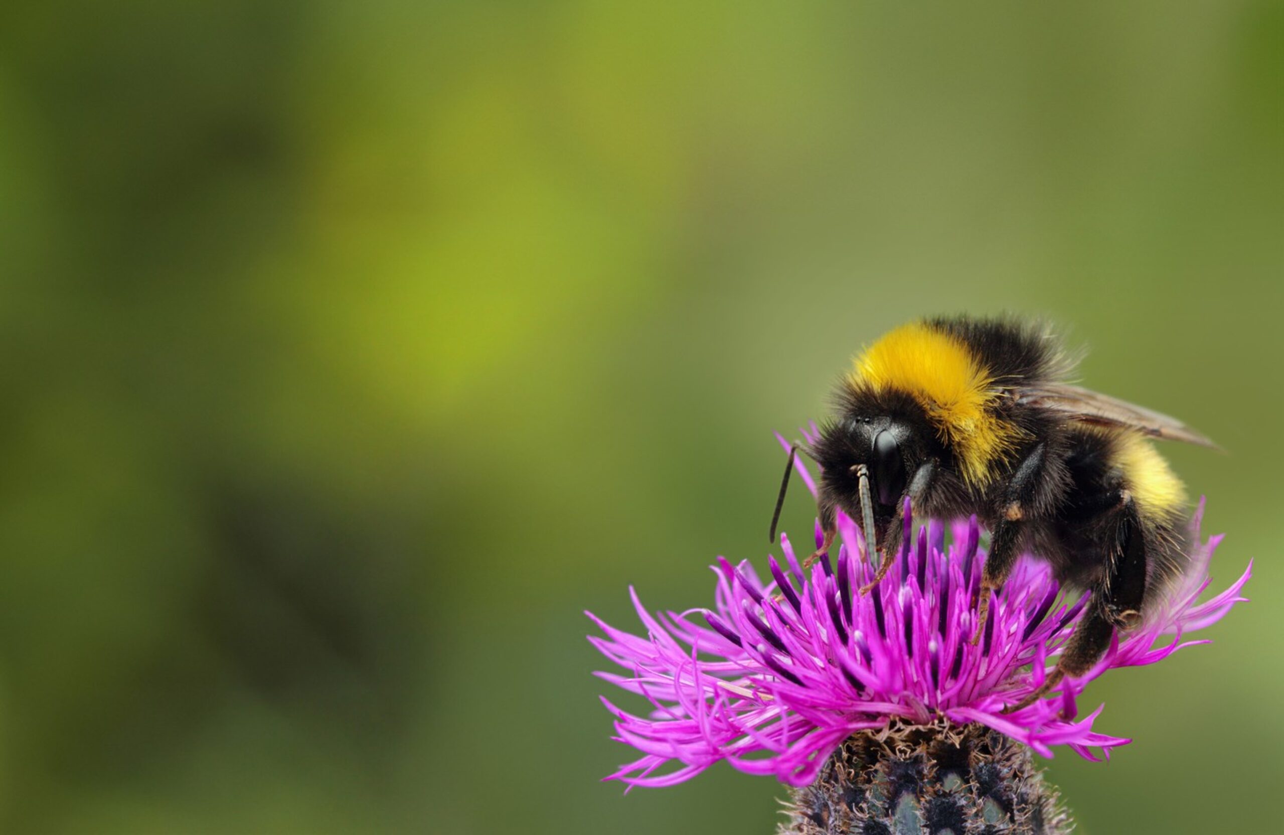 Hummel auf violetter Blume
