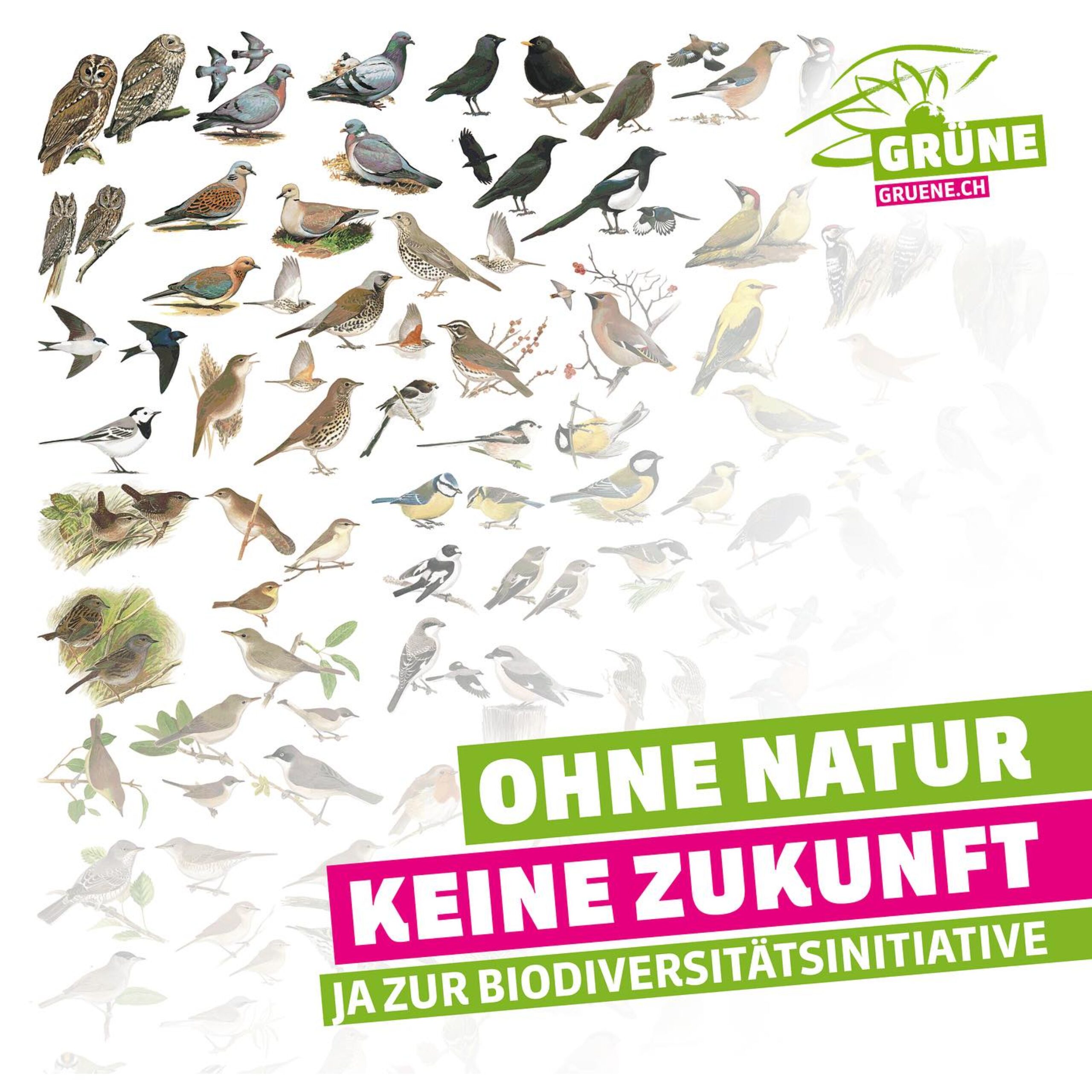 Plakat mit Vögeln der Grünen Schweiz mit dem Text