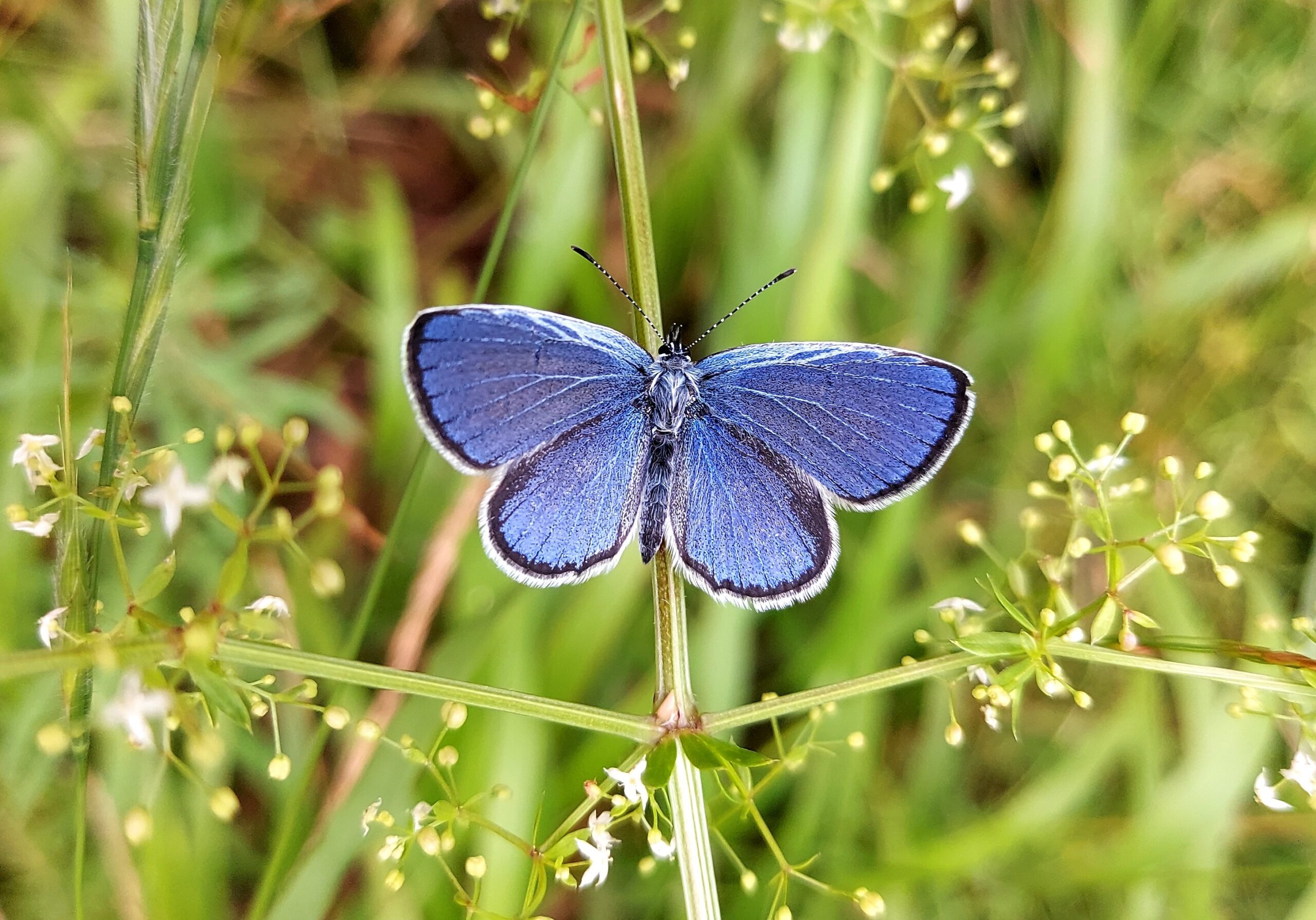 Bläuling vor grünem Naturhintergrund