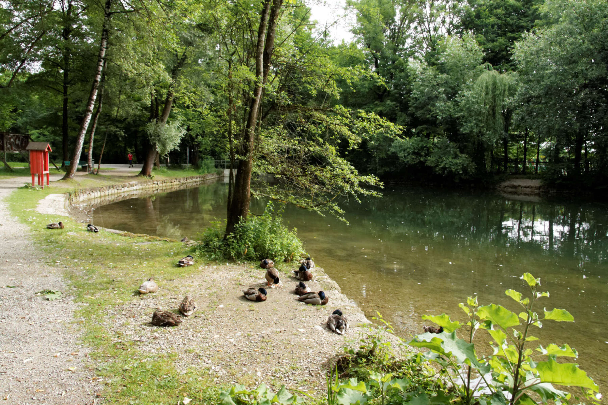 Enten am Weiher