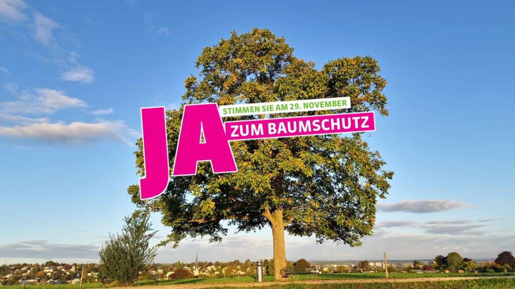 Grosser, freistehender Nussbaum mit dichter grüner Krone vor blauem Himmel. Darüber in Magenta: «JA – zum Baumschutz», dazu der Hinweis «Stimmen Sie am 29. November».